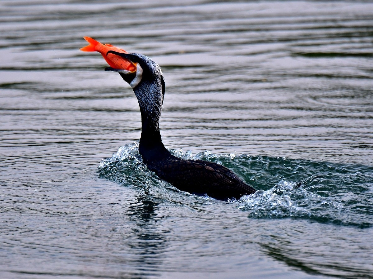 【视觉光影】明 湖 鸬 鹚 （24）