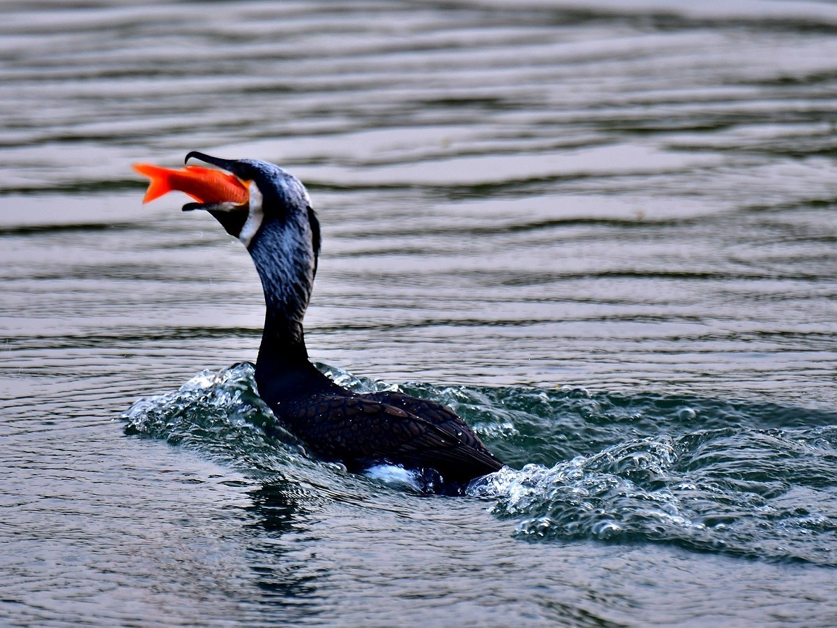 【视觉光影】明 湖 鸬 鹚 （24）