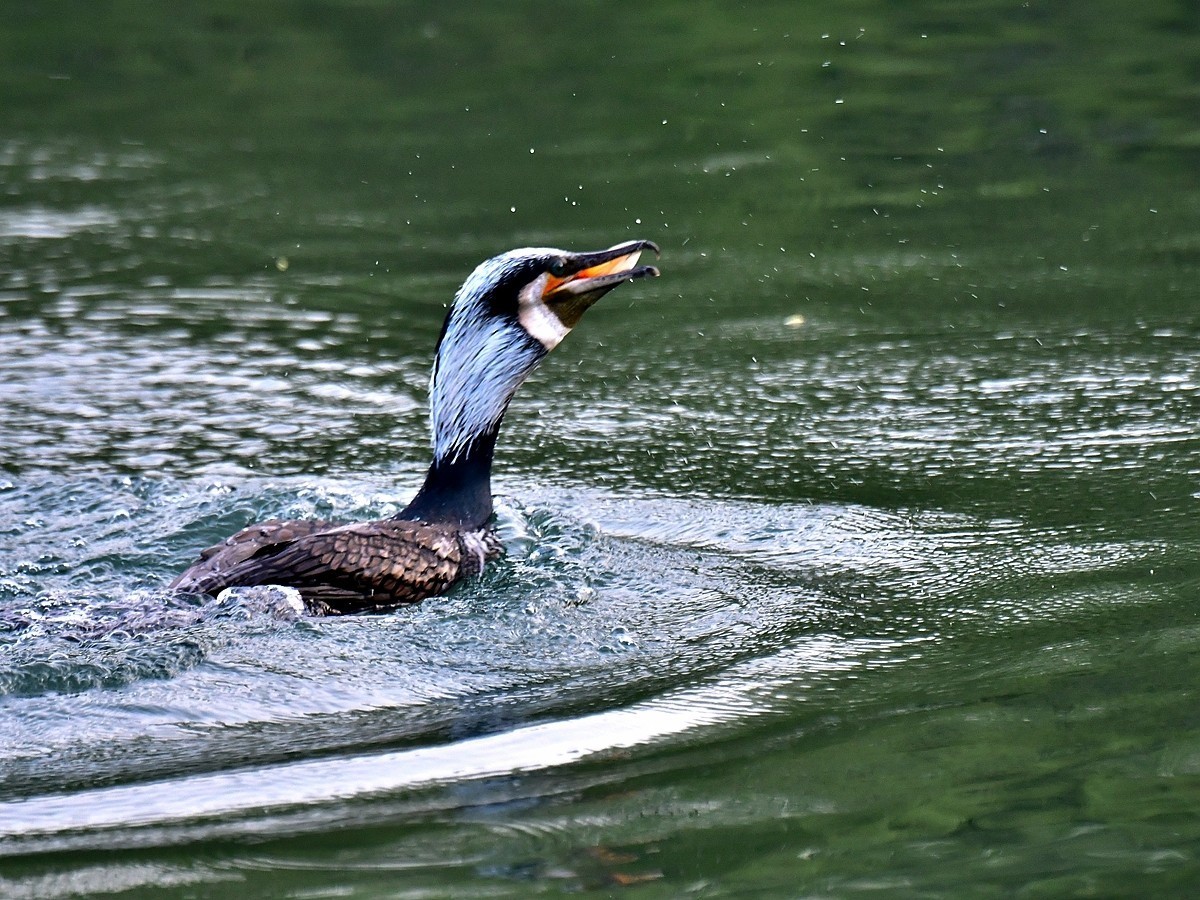 【视觉光影】明 湖 鸬 鹚 （24）