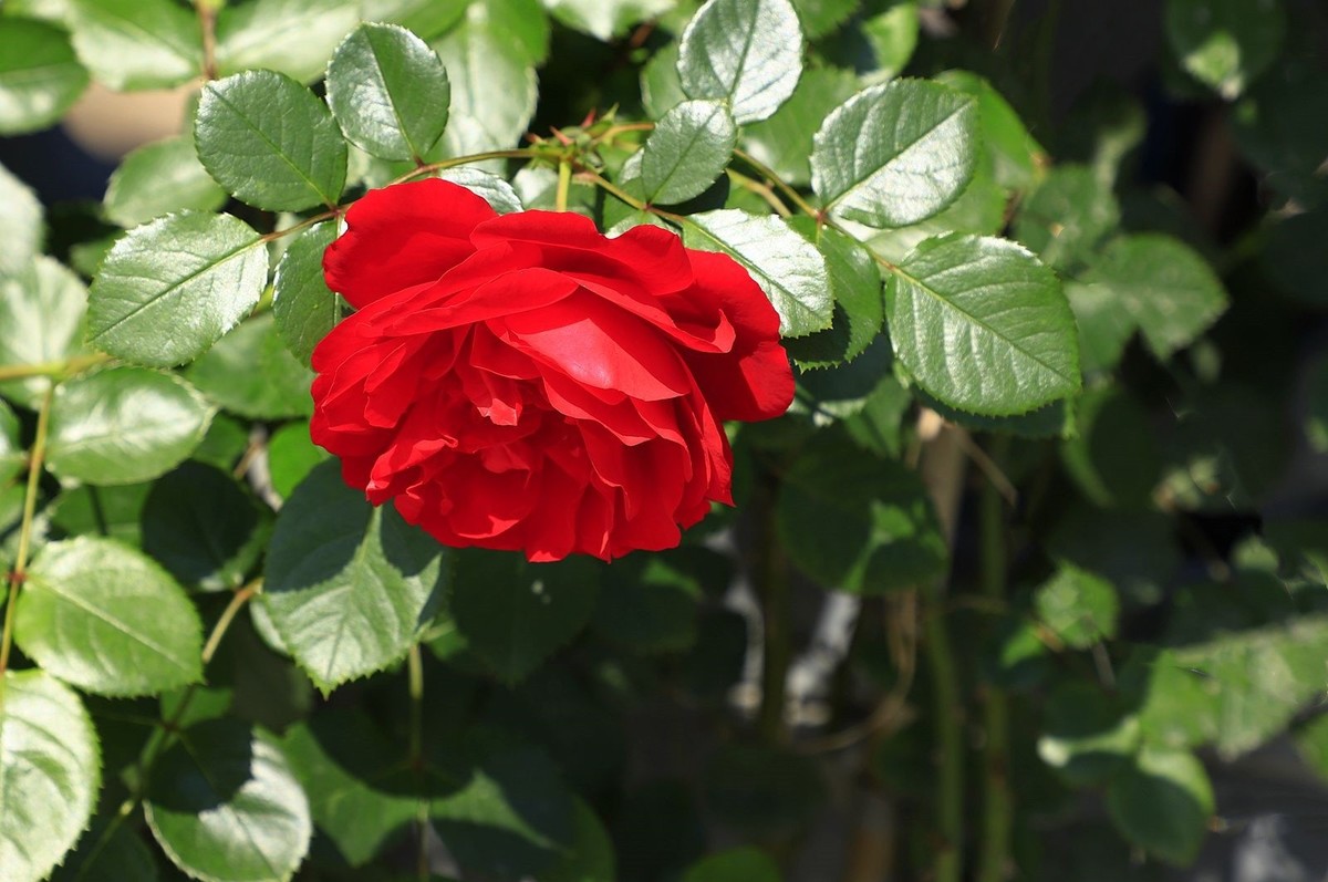 月季花 (10)