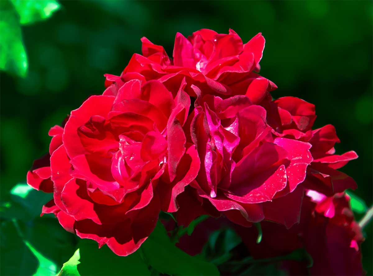花                                    卉