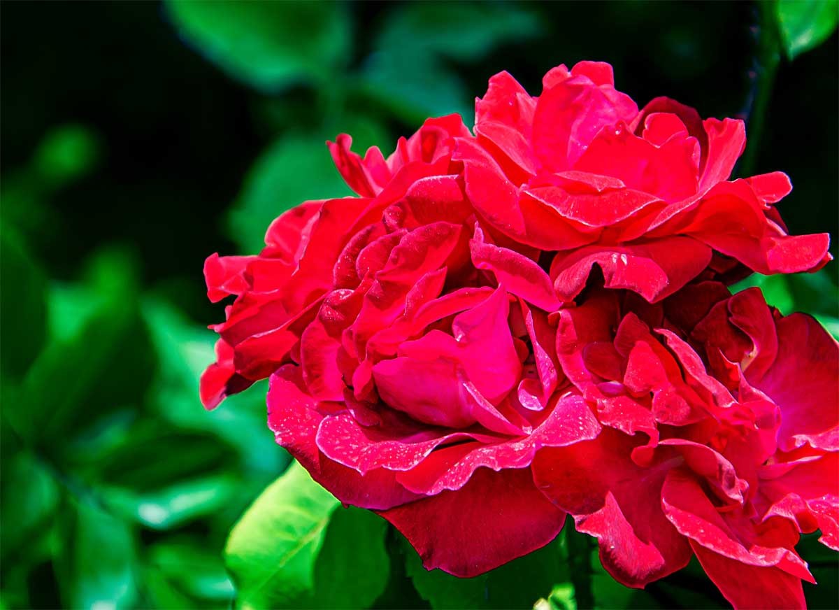 花                                    卉