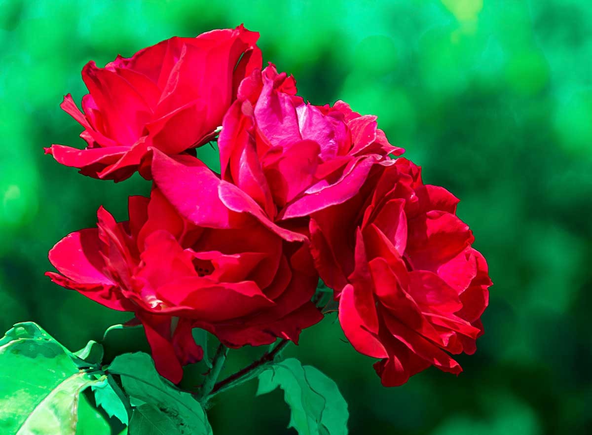 花                                    卉