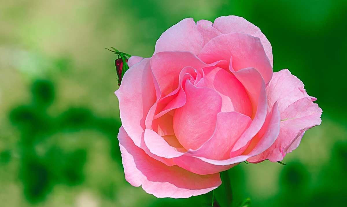 花                                    卉