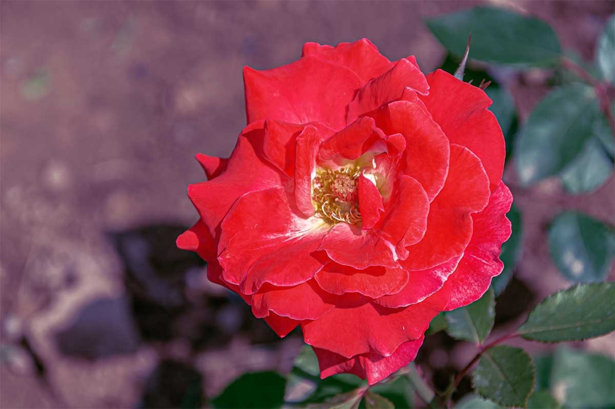 花                                    卉