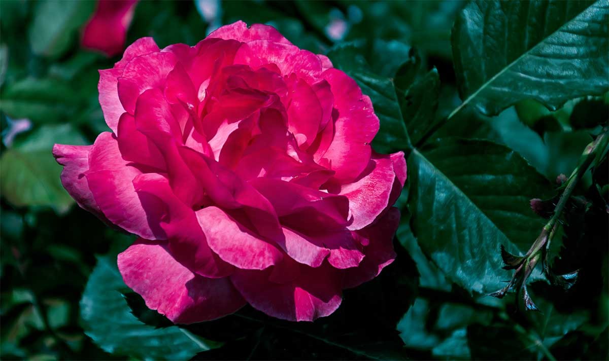 花                                    卉