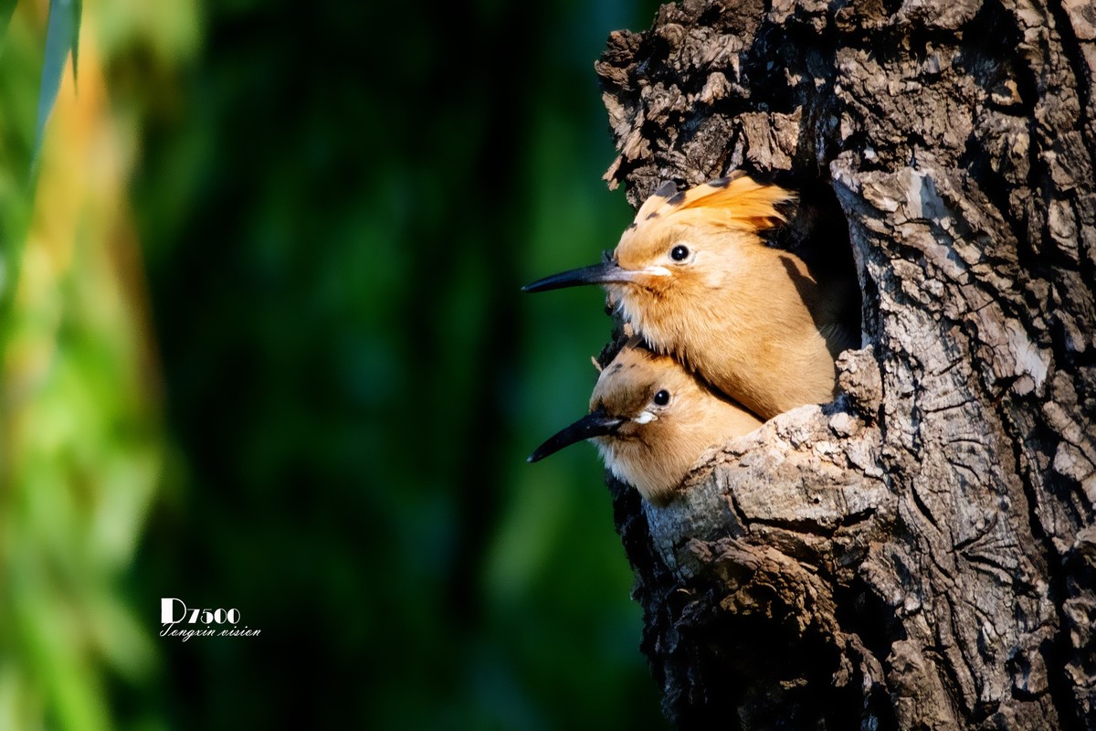 戴胜育仔（13）