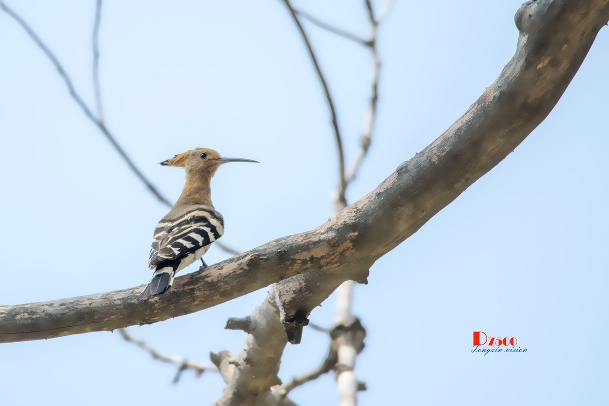 戴胜育仔（13）