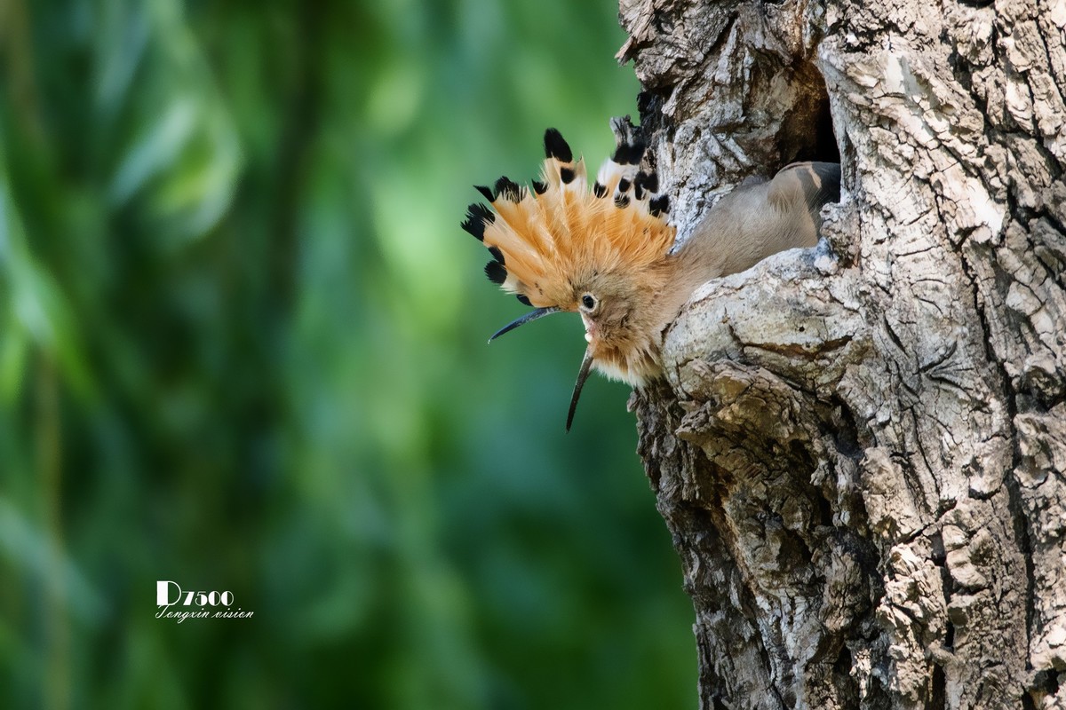 戴胜育仔（13）