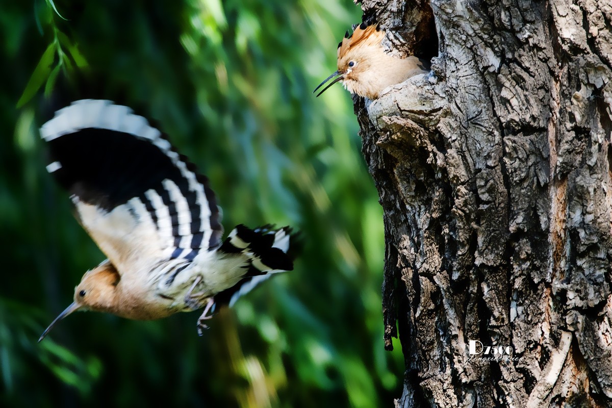 戴胜育仔（13）