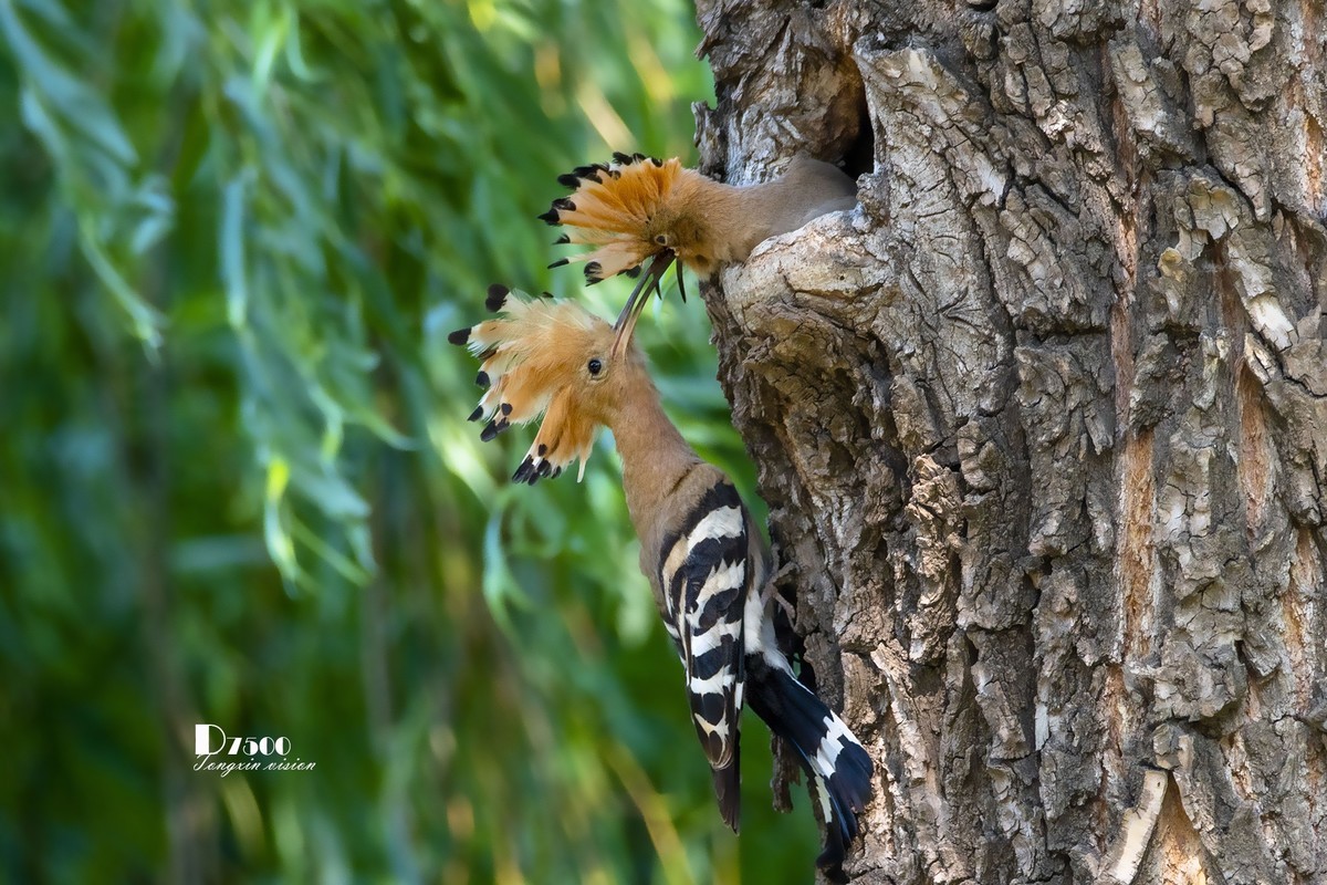 戴胜育仔（13）
