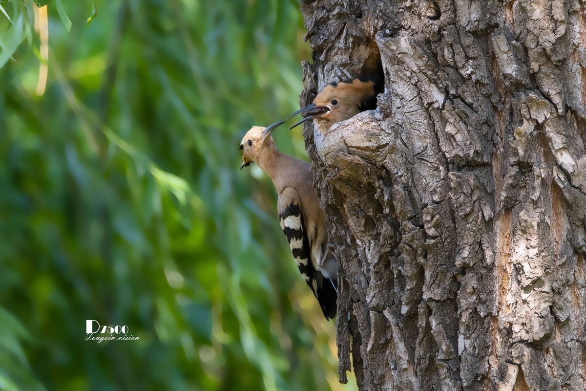 戴胜育仔（13）