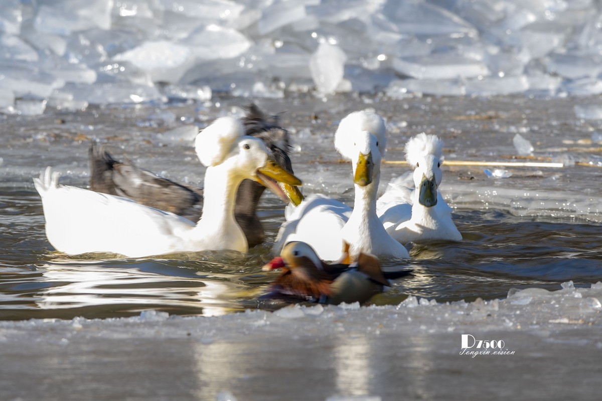 翡翠蓝湾禽鸟园（3）