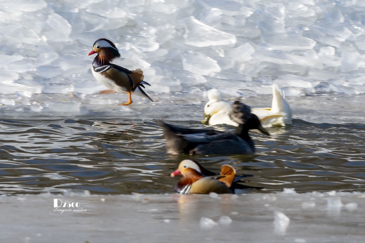 翡翠蓝湾禽鸟园（3）