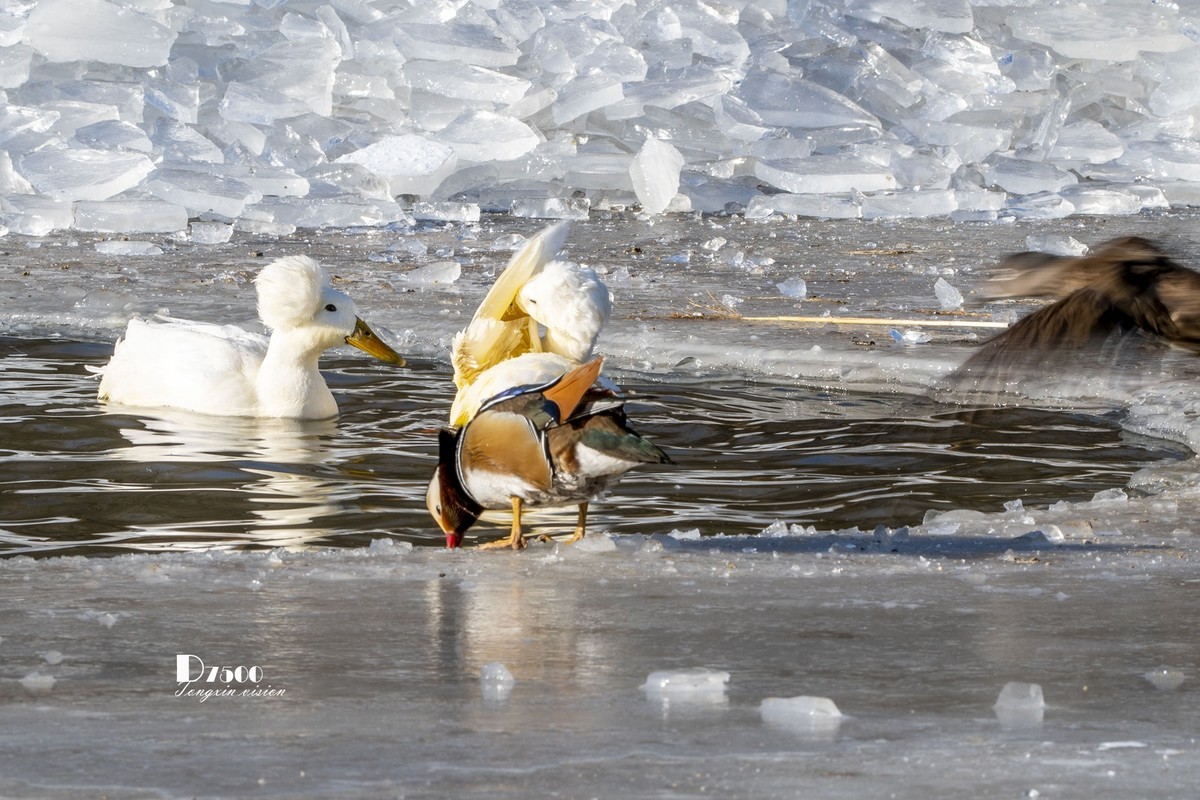翡翠蓝湾禽鸟园（3）