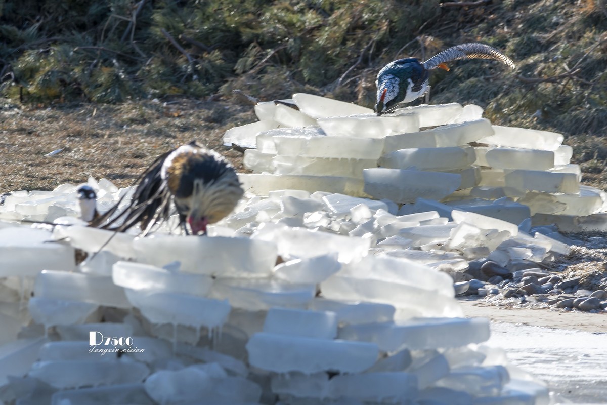 翡翠蓝湾禽鸟园（3）