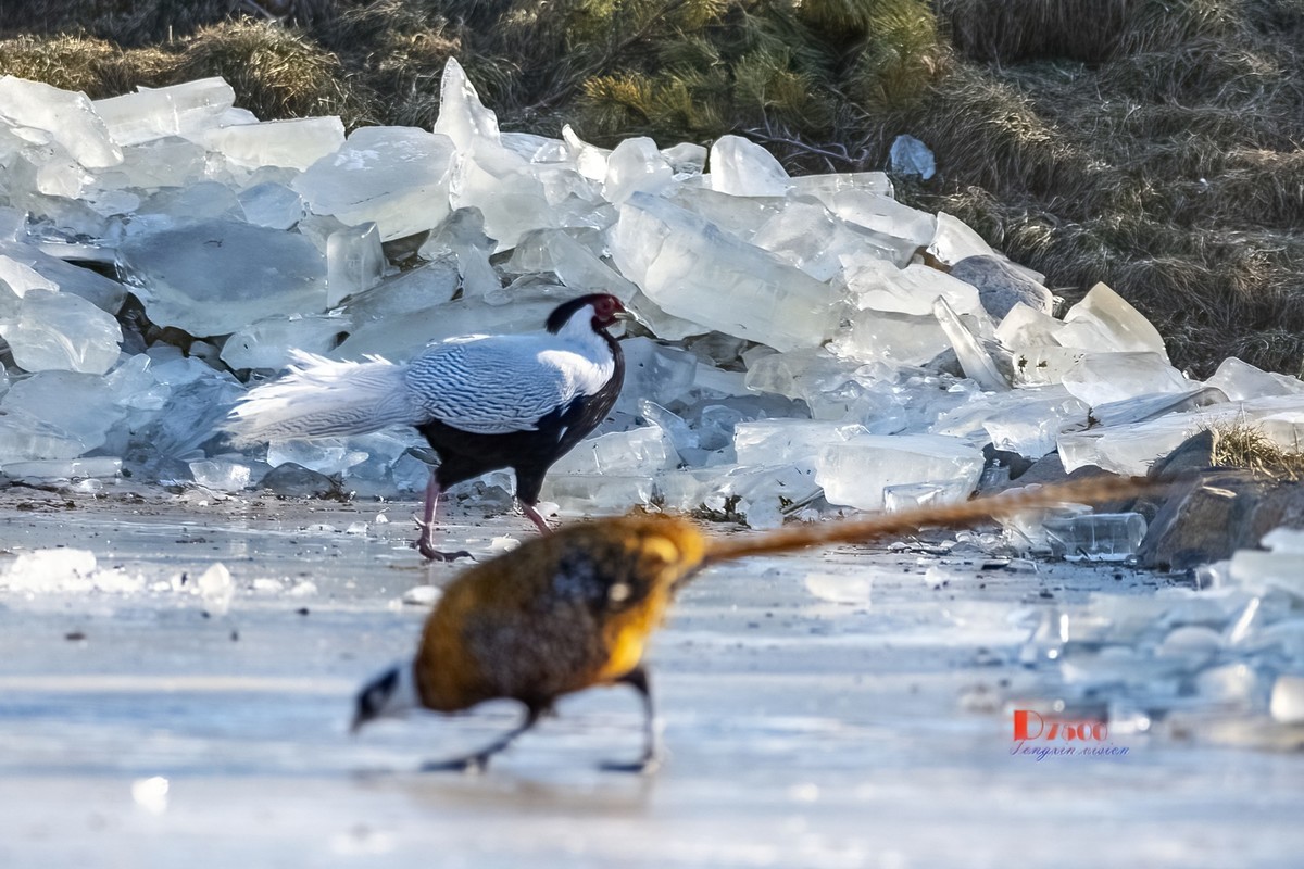 翡翠蓝湾禽鸟园（3）