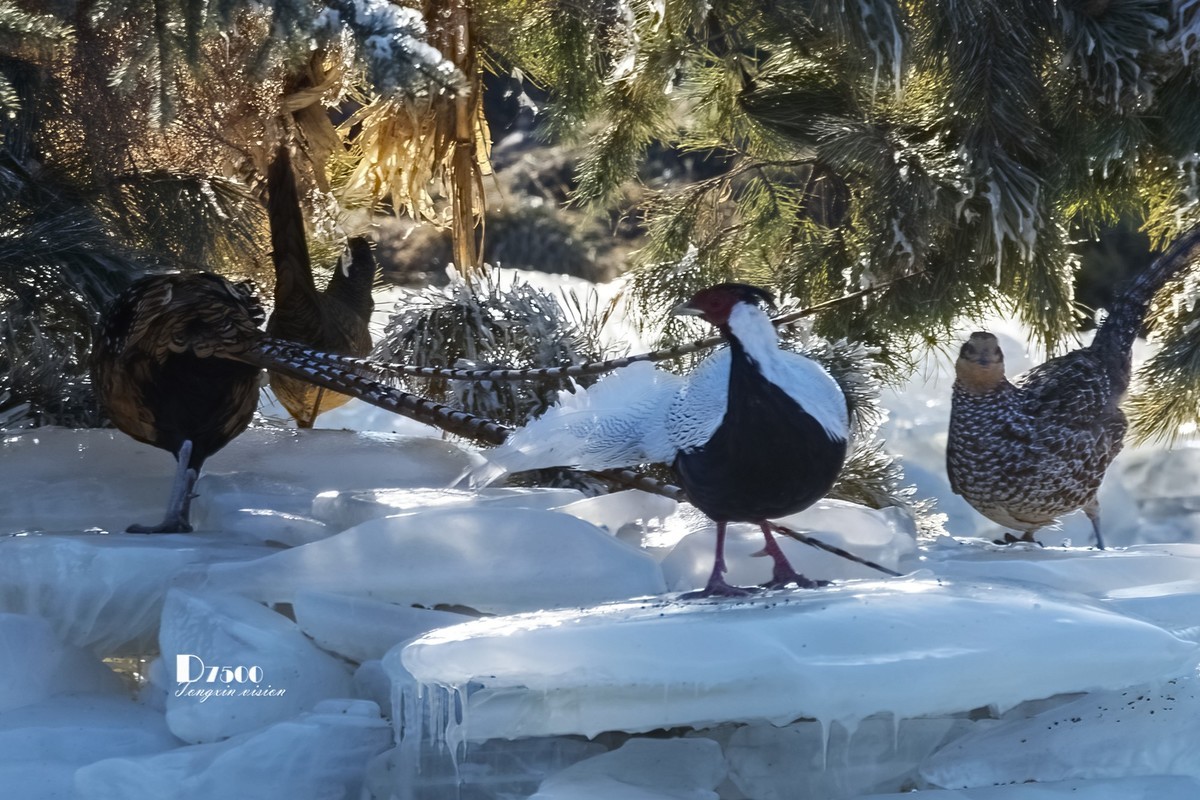 翡翠蓝湾禽鸟园（3）