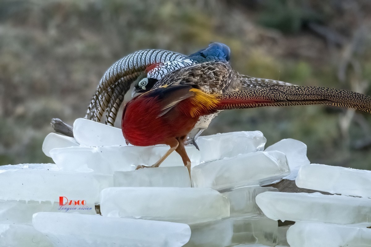 翡翠蓝湾禽鸟园（3）