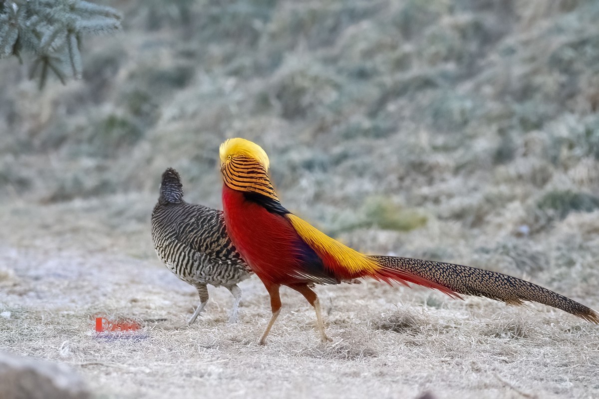 翡翠蓝湾禽鸟园（3）