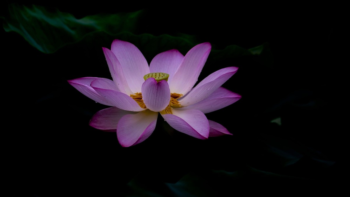 夏日荷影（二）