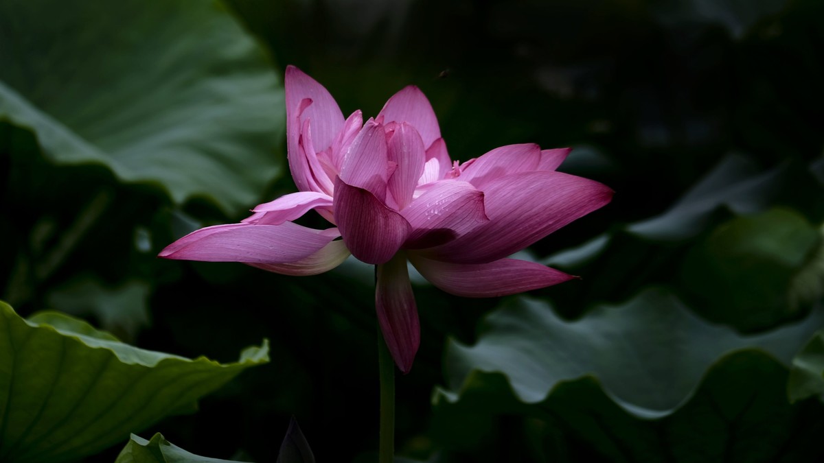 夏日荷影（二）