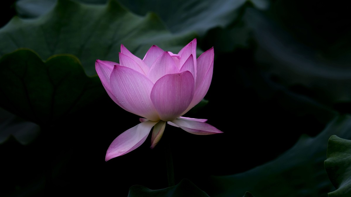 夏日荷影（二）