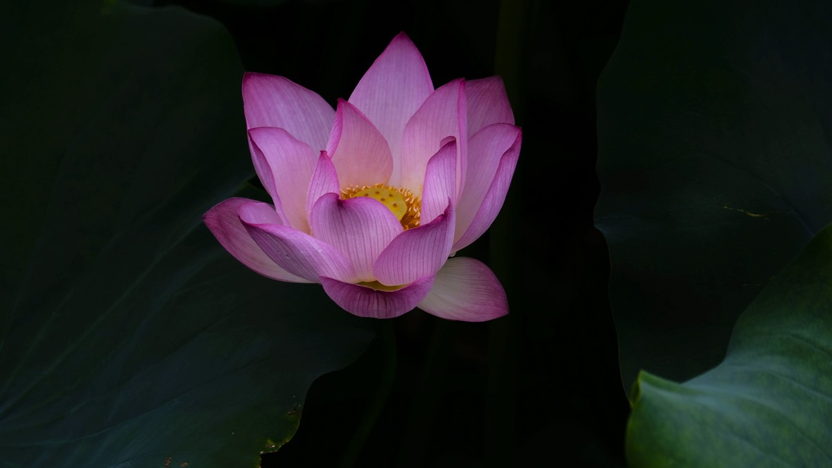 夏日荷影（二）