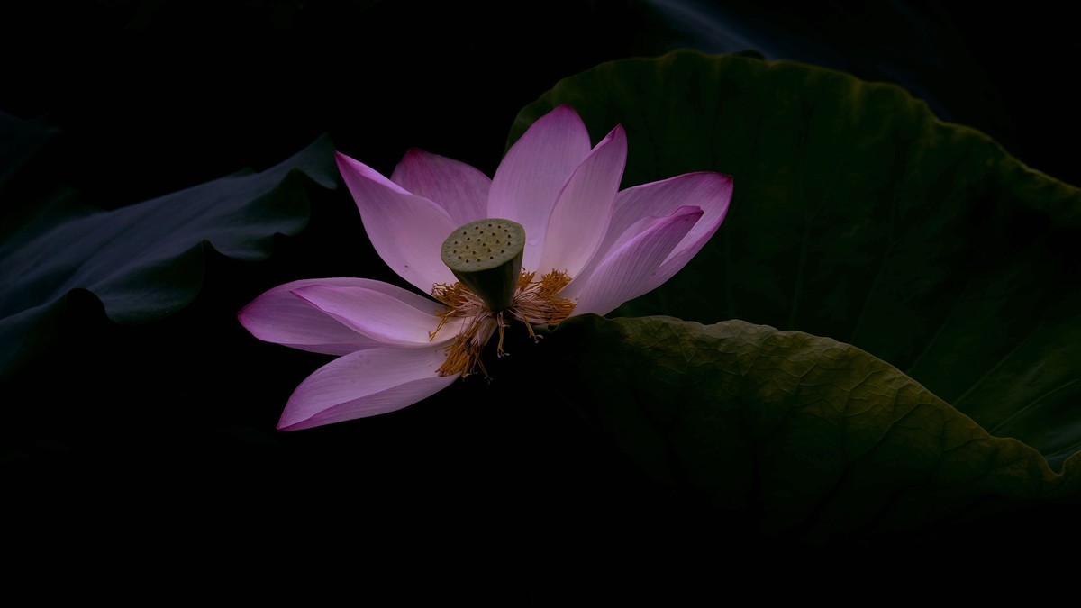 夏日荷影（二）