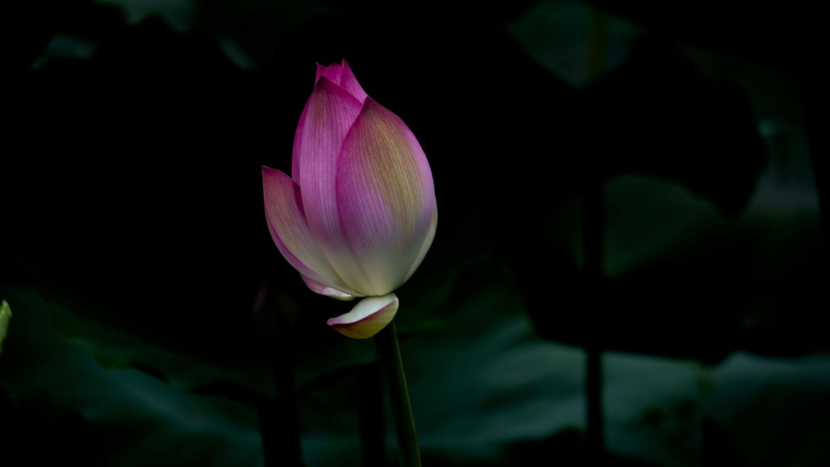 夏日荷影（二）