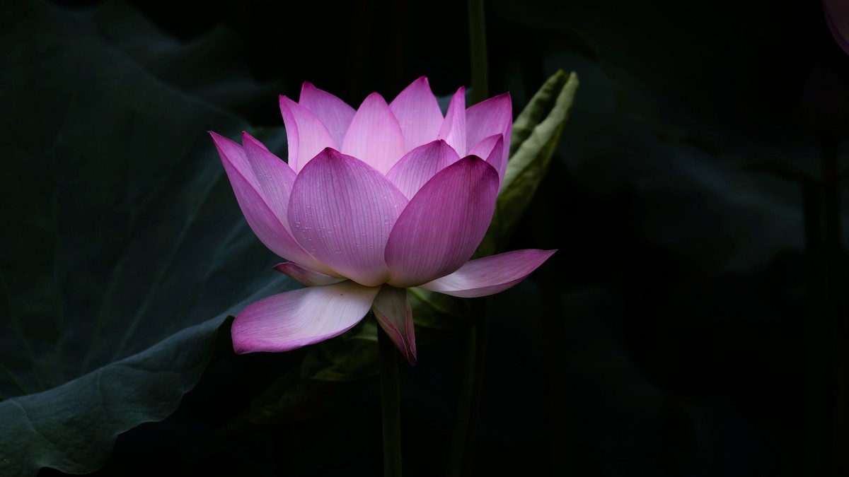 夏日荷影（二）