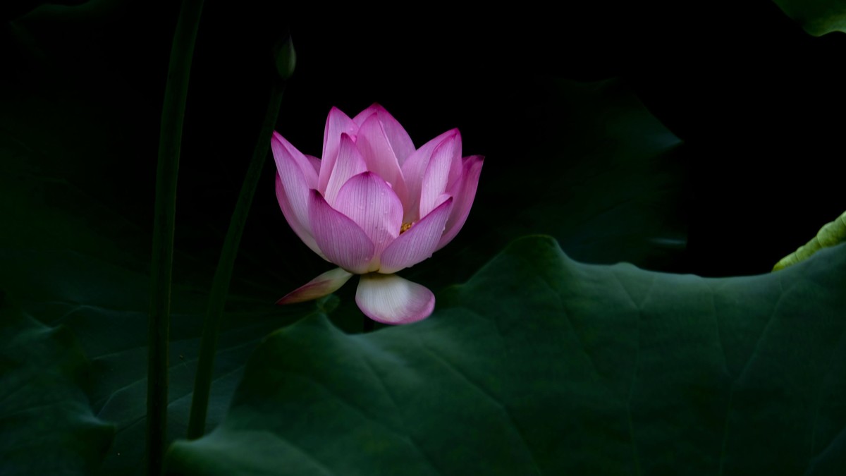 夏日荷影（二）