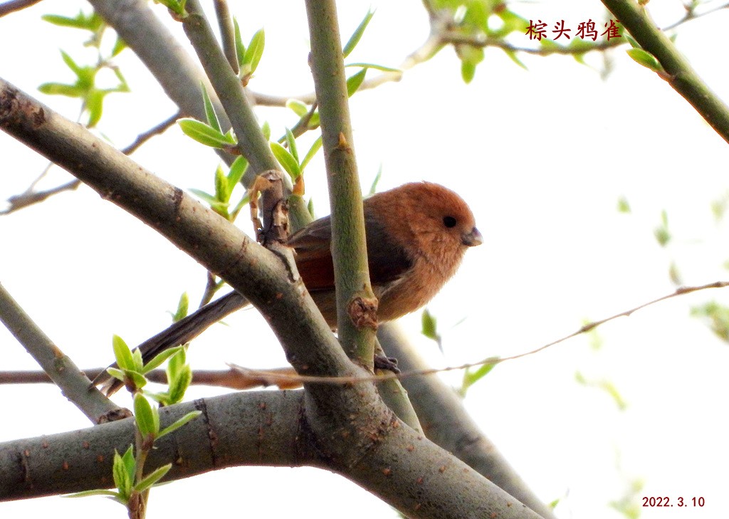 鸟类图片---棕头鸦雀
