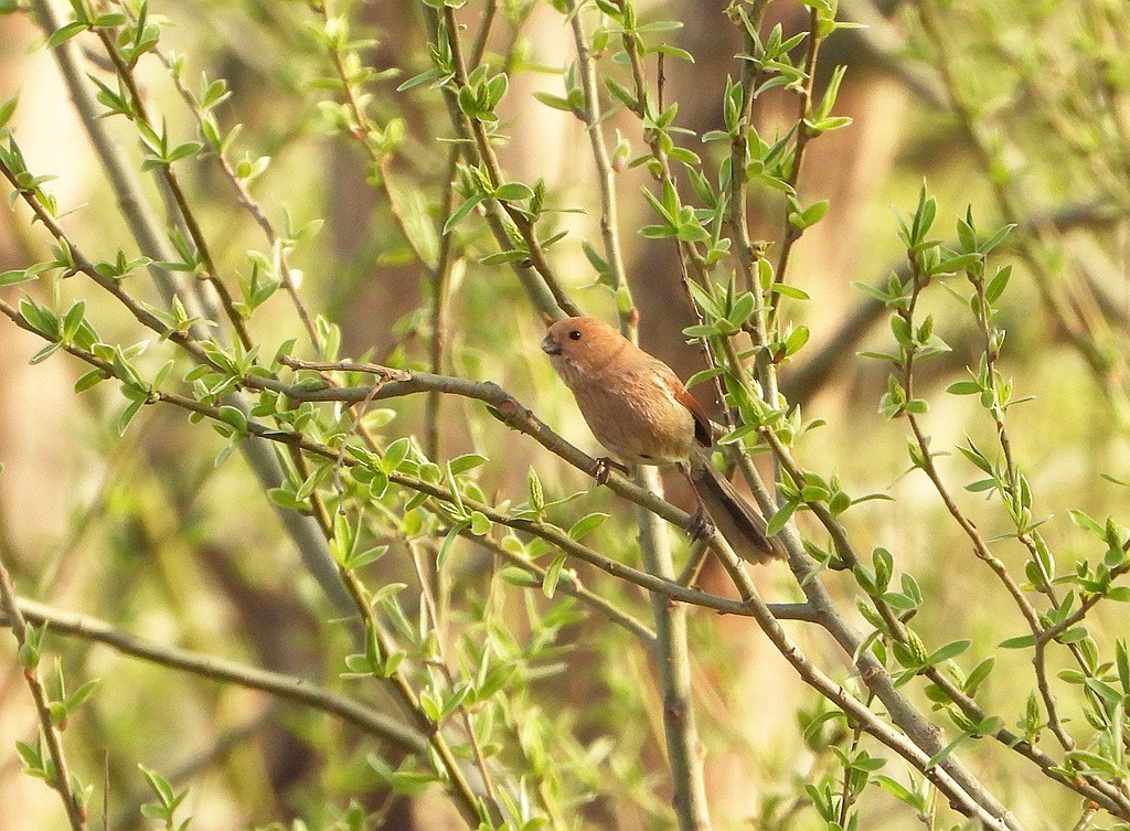 鸟类图片---棕头鸦雀