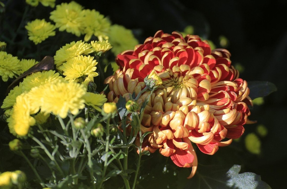 菊香悠远