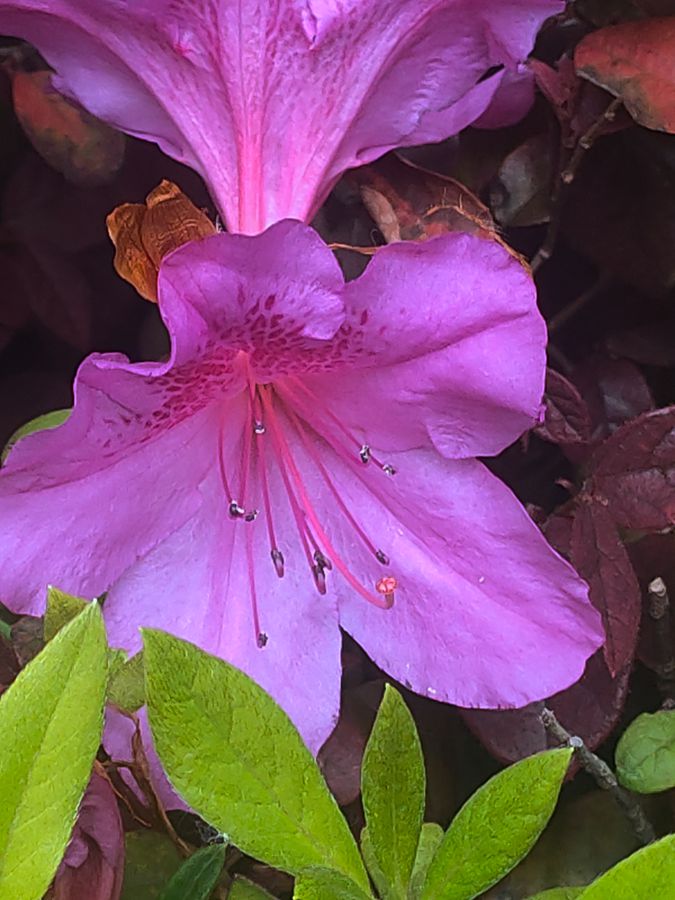 花卉系列【4411】