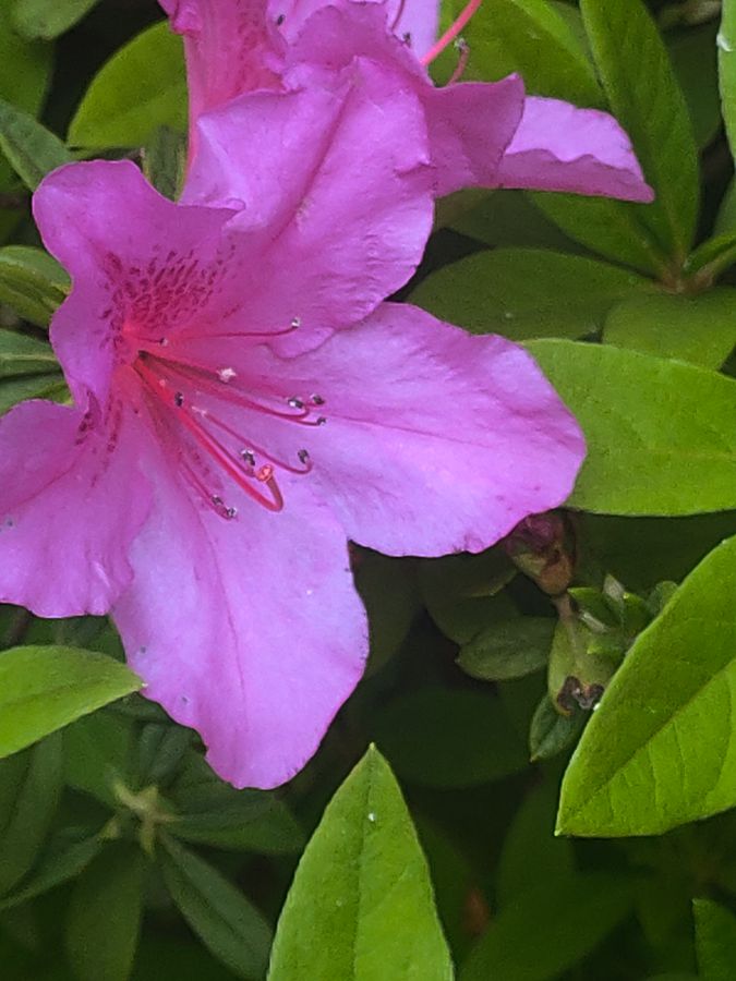 花卉系列【4411】