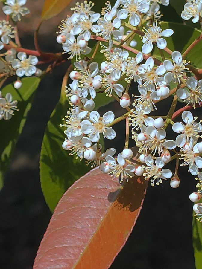 花卉系列【4411】