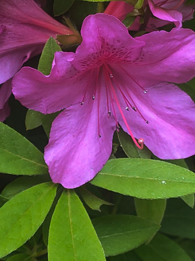 花卉系列【4411】