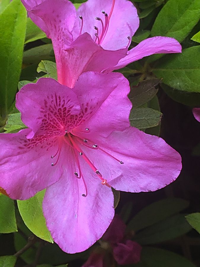 花卉系列【4411】