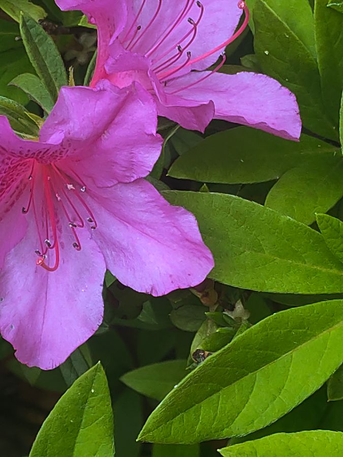 花卉系列【4416】