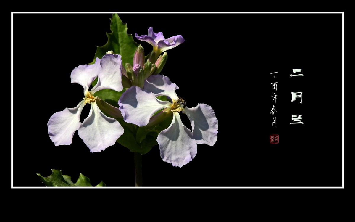 几片草本花卉（4）