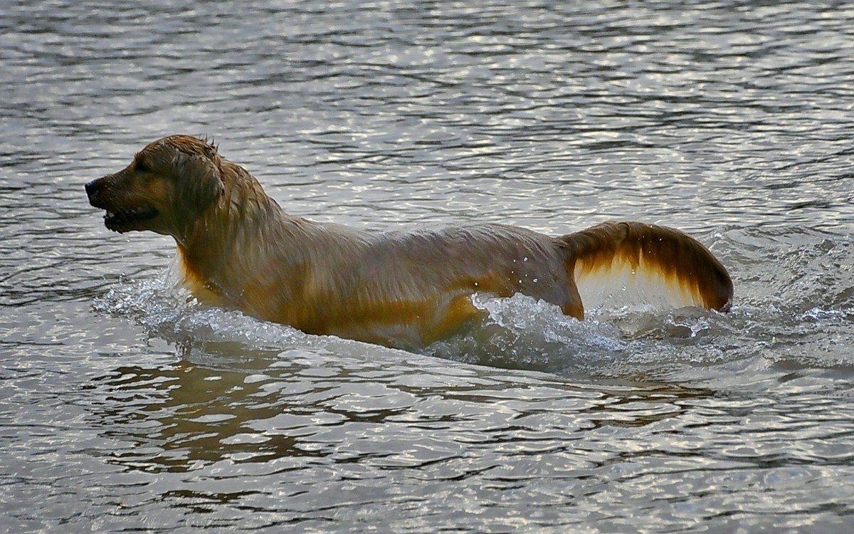 狗狗黄河里玩水