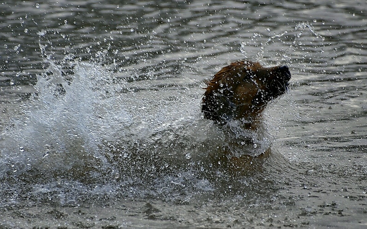 狗狗黄河里玩水