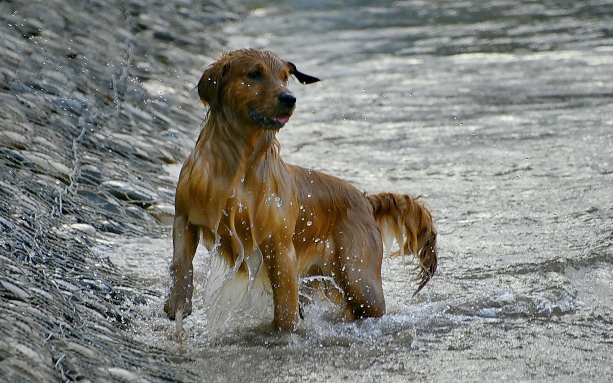 狗狗黄河里玩水