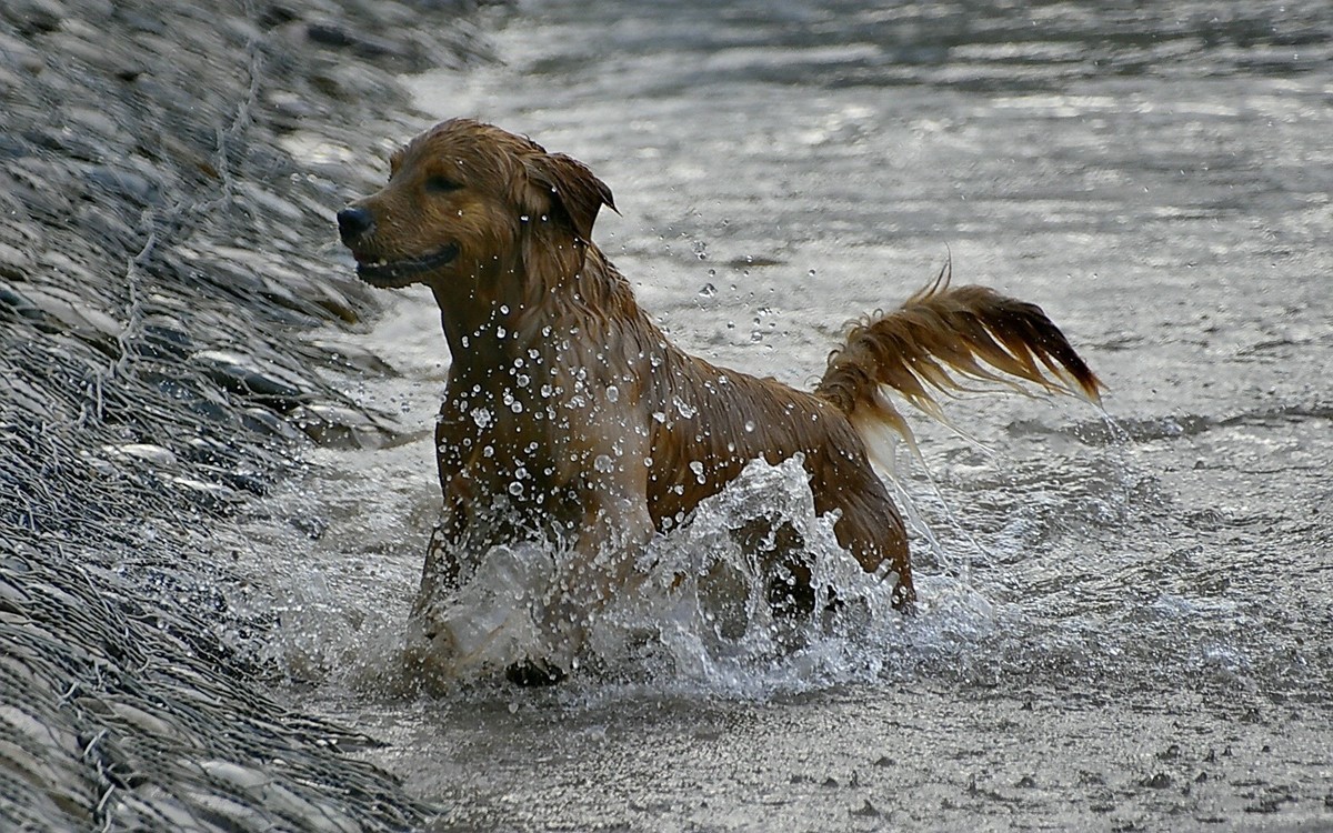 狗狗黄河里玩水