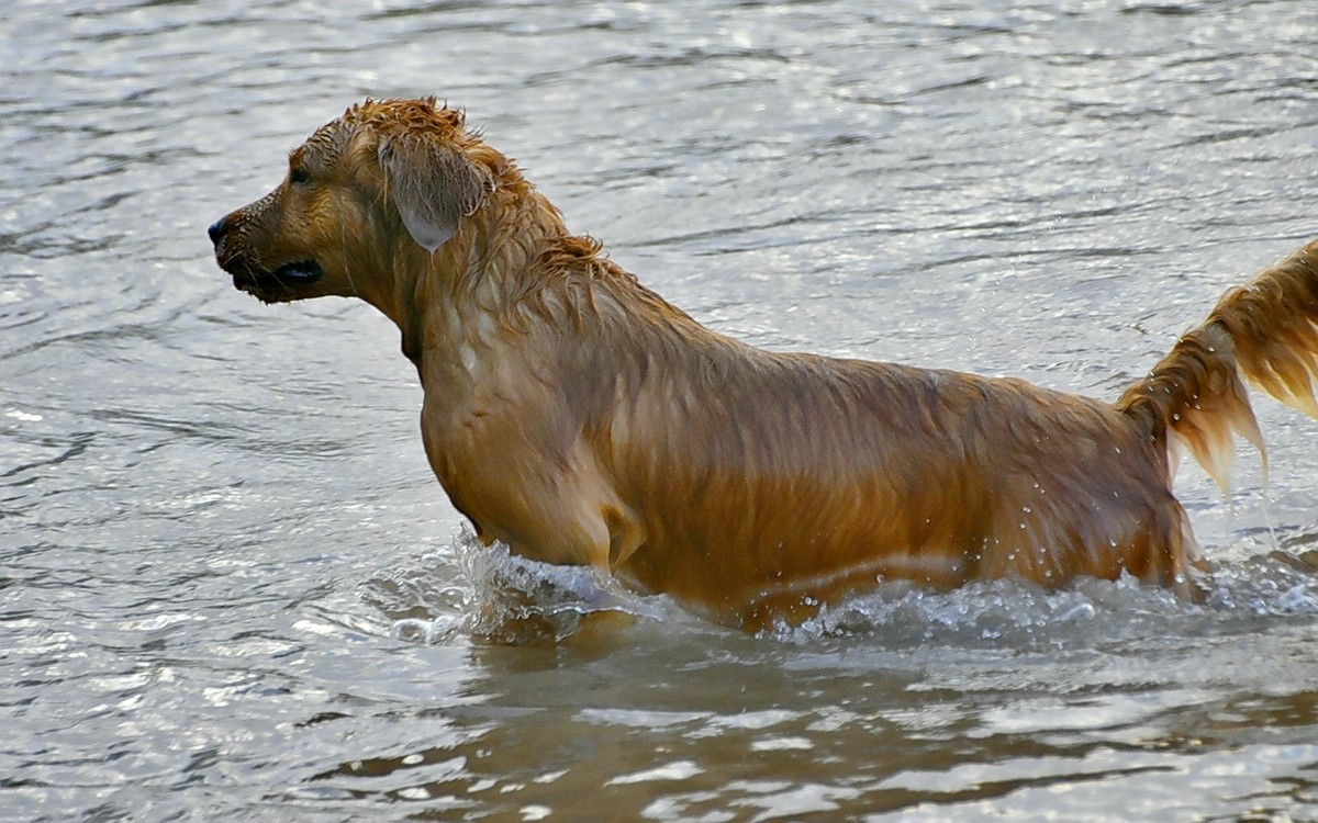 狗狗黄河里玩水