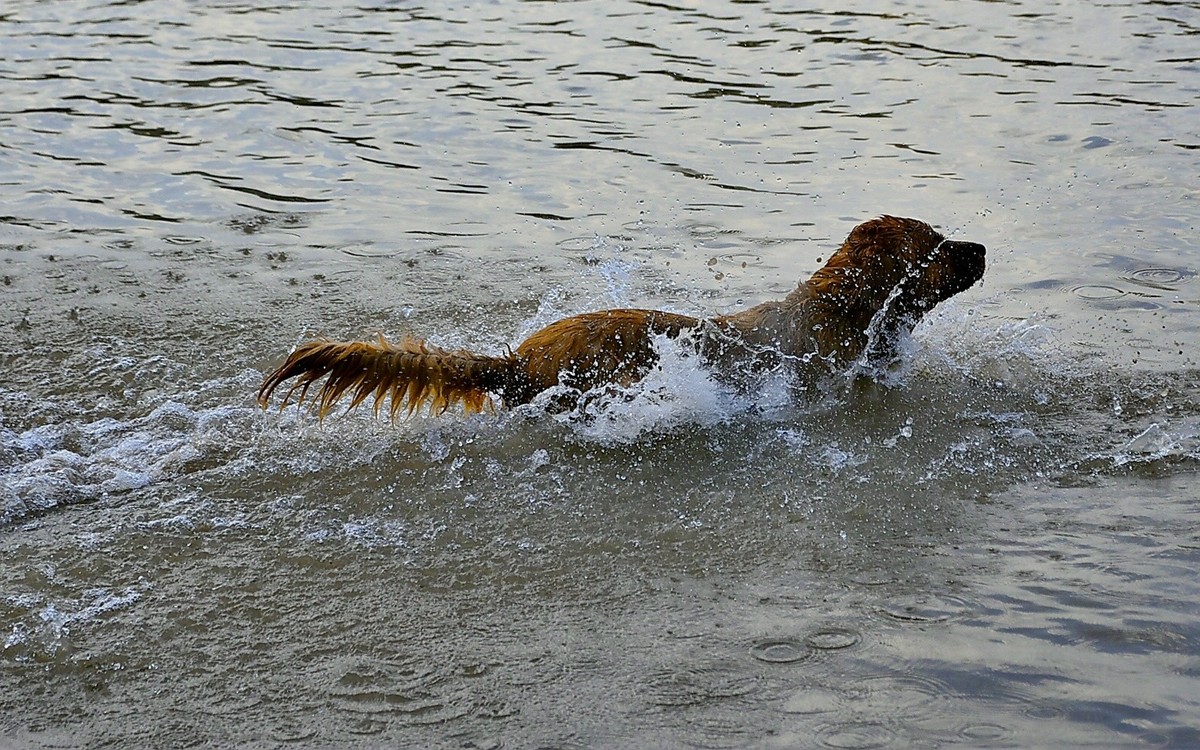 狗狗黄河里玩水