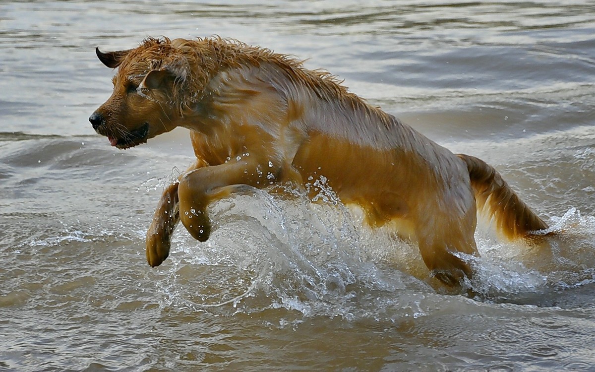 狗狗黄河里玩水