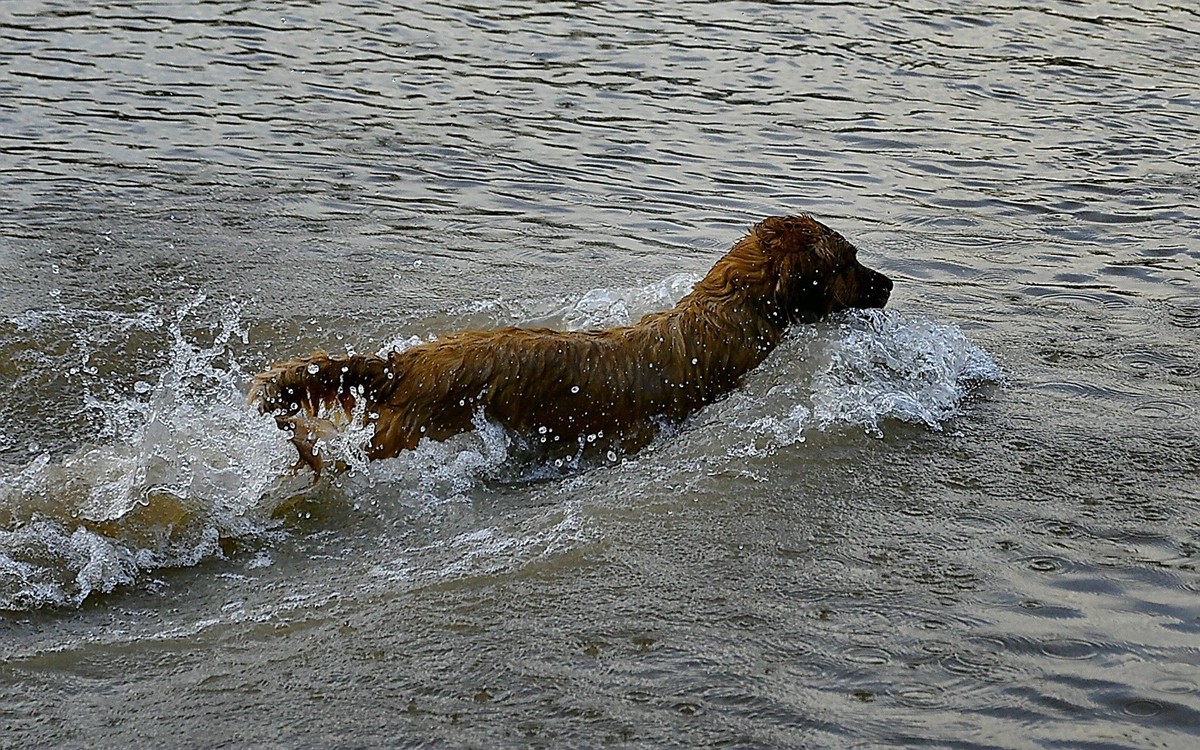 狗狗黄河里玩水